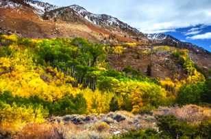 Aspens along the Road to South Lake-9195